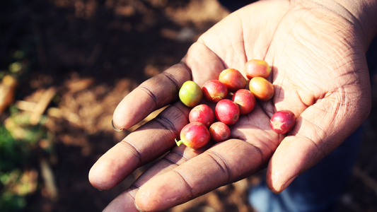 Why Robusta?