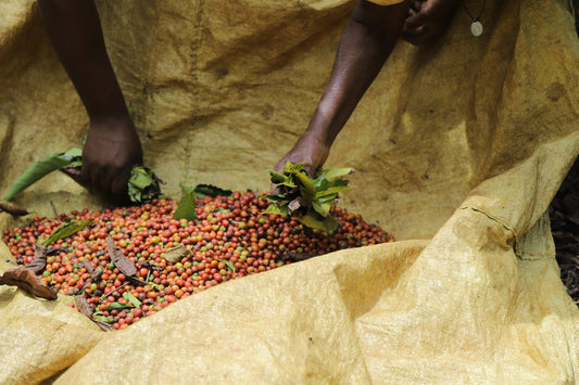 Why the world picked Arabica – and why it’s time to give Robusta its due