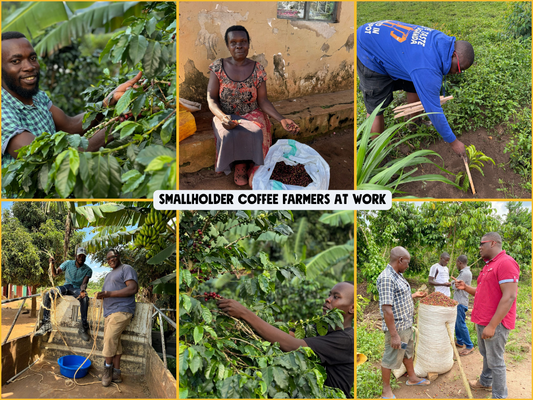 The Calendar of a Coffee Farmer
