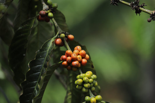 Why Robusta Is the Future of Coffee (and always has been)