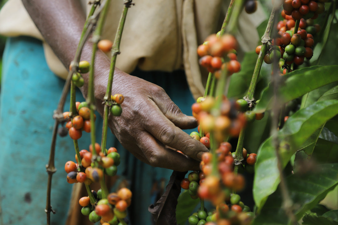 The rise of Arabica: a brief coffee timeline